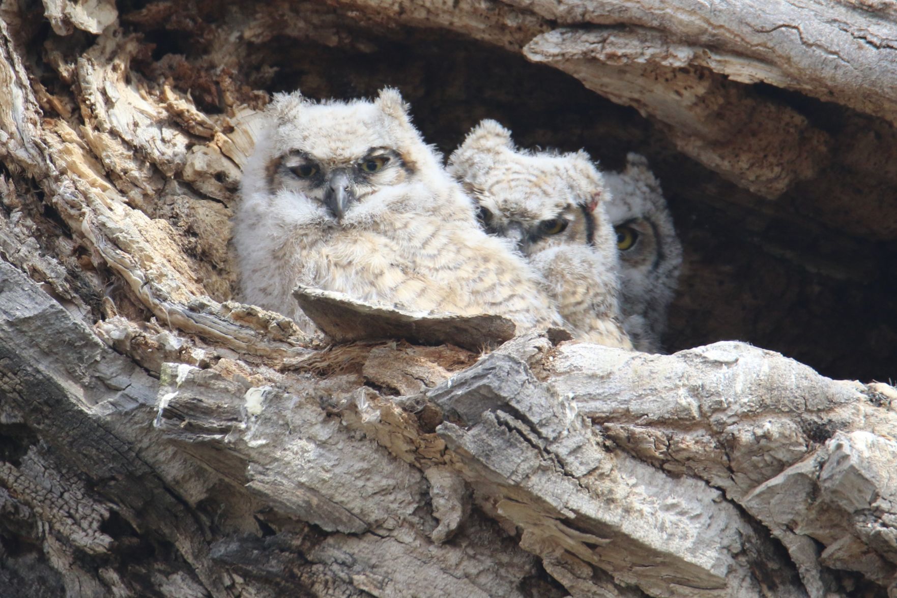 They Have Hatched
